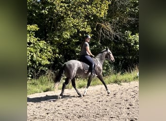 Lipizzano, Castrone, 4 Anni, 164 cm, Grigio
