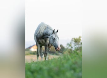 Lipizzano, Castrone, 5 Anni, 147 cm, Grigio