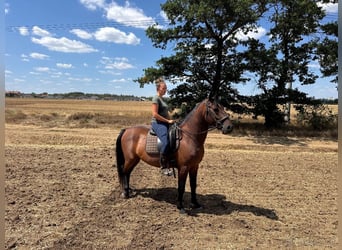 Lipizzano, Castrone, 5 Anni, 155 cm, Baio
