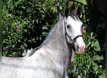 Lipizzano, Castrone, 5 Anni, 158 cm, Grigio