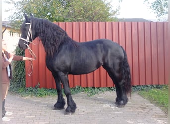 Lipizzano Mix, Castrone, 6 Anni, 160 cm, Grigio pezzato