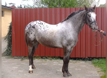 Lipizzano Mix, Castrone, 6 Anni, 160 cm, Grigio pezzato