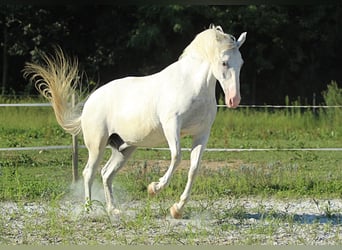 Lipizzano, Castrone, 6 Anni, 163 cm, Bianco