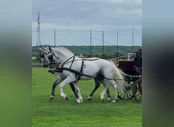 Lipizzano, Castrone, 6 Anni, 165 cm, Bianco