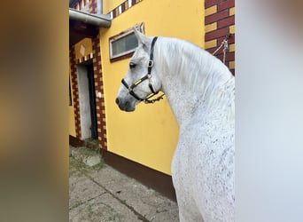 Lipizzano, Castrone, 7 Anni, 163 cm, Grigio