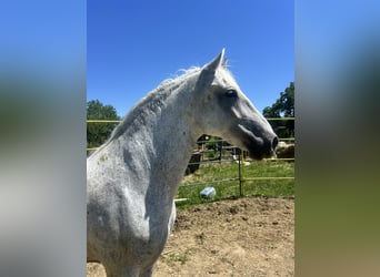 Lipizzano, Castrone, 7 Anni, 163 cm, Grigio