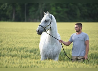 Lipizzano, Castrone, 7 Anni, 163 cm, Grigio