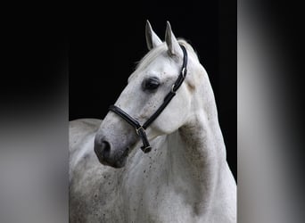 Lipizzano, Castrone, 8 Anni, 160 cm, Grigio