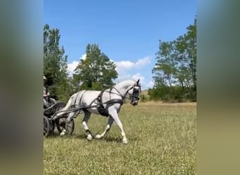 Lipizzano, Castrone, 8 Anni, 161 cm, Bianco