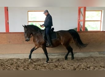 Lipizzano, Castrone, 8 Anni, 164 cm, Baio ciliegia