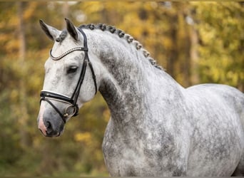 Lipizzano, Castrone, 8 Anni, 165 cm, Grigio