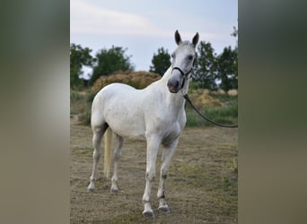 Lipizzano Mix, Castrone, 8 Anni, 167 cm, Grigio trotinato