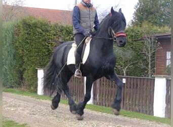 Lipizzano Mix, Castrone, 9 Anni, 160 cm, Grigio pezzato