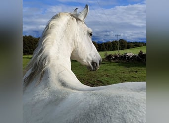 Lipizzano Mix, Castrone, 9 Anni, 161 cm, Grigio