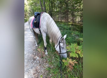 Lipizzano Mix, Giumenta, 11 Anni, 154 cm, Grigio