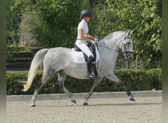 Lipizzano, Giumenta, 11 Anni, 156 cm, Grigio trotinato