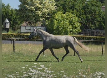 Lipizzano, Giumenta, 11 Anni, 156 cm, Grigio trotinato
