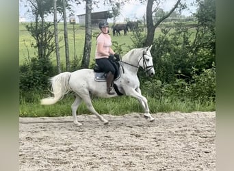 Lipizzano, Giumenta, 13 Anni, 150 cm, Grigio trotinato