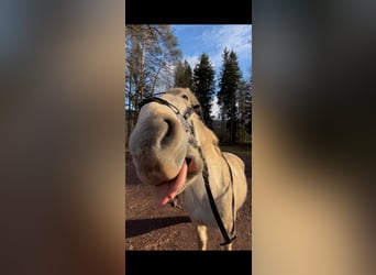 Lipizzano, Giumenta, 15 Anni, 155 cm, Grigio