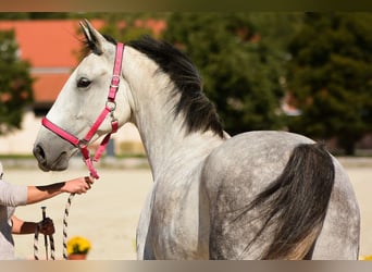 Lipizzano, Giumenta, 16 Anni, 163 cm, Grigio