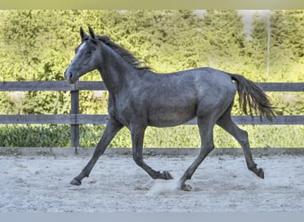 Lipizzano, Giumenta, 2 Anni, 162 cm, Grigio