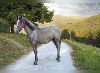 Lipizzano, Giumenta, 2 Anni, 162 cm, Grigio