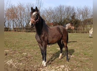 Lipizzano, Giumenta, 2 Anni, Può diventare grigio