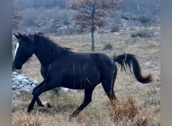 Lipizzano, Giumenta, 3 Anni, 150 cm, Baio scuro