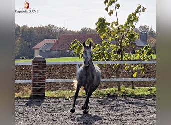 Lipizzano, Giumenta, 3 Anni, 152 cm, Grigio