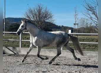 Lipizzano, Giumenta, 3 Anni, 159 cm, Grigio