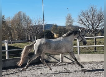 Lipizzano, Giumenta, 3 Anni, 159 cm, Grigio