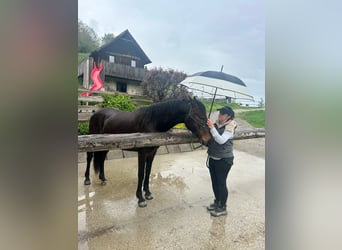 Lipizzano, Giumenta, 3 Anni, 160 cm, Baio ciliegia