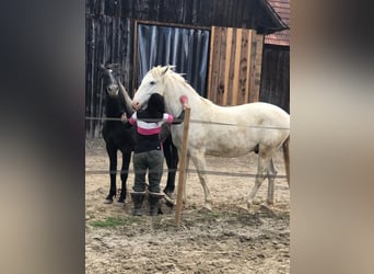 Lipizzano, Giumenta, 3 Anni, 160 cm, Grigio