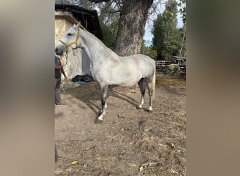 Lipizzano, Giumenta, 4 Anni, 170 cm, Grigio pezzato