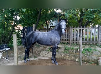 Lipizzano, Giumenta, 4 Anni, 173 cm, Grigio