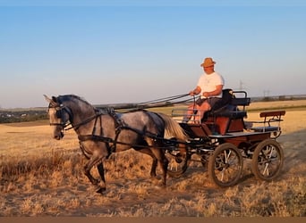 Lipizzano, Giumenta, 4 Anni, 173 cm, Grigio