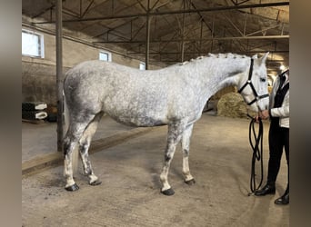 Lipizzano, Giumenta, 4 Anni