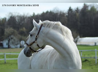 Lipizzano, Giumenta, 5 Anni, 151 cm, Grigio