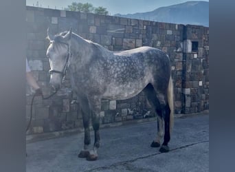 Lipizzano, Giumenta, 5 Anni, 164 cm, Grigio