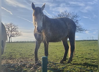 Lipizzano Mix, Giumenta, 5 Anni, Grigio