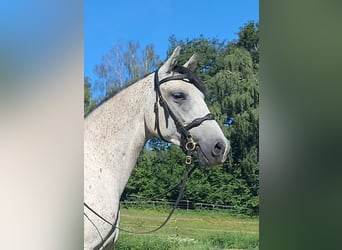 Lipizzano, Giumenta, 6 Anni, 152 cm, Grigio trotinato