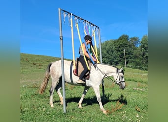 Lipizzano, Giumenta, 6 Anni, 152 cm, Grigio trotinato