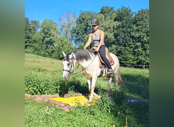 Lipizzano, Giumenta, 6 Anni, 152 cm, Grigio trotinato