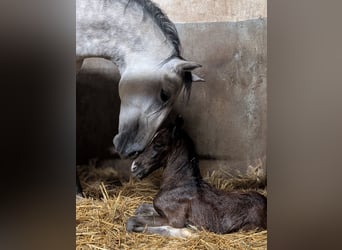 Lipizzano, Giumenta, 7 Anni, 154 cm, Grigio