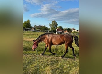 Lipizzano, Giumenta, 7 Anni, 165 cm, Baio