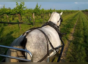 Lipizzano, Giumenta, 8 Anni, Grigio