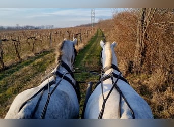 Lipizzano, Giumenta, 8 Anni, Grigio
