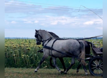 Lipizzano, Giumenta, 8 Anni, Grigio