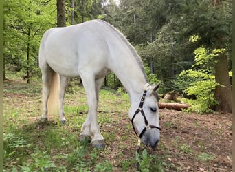 Lipizzano, Giumenta, 9 Anni, 148 cm, Grigio