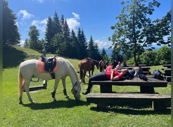 Lipizzano, Giumenta, 9 Anni, 152 cm, Grigio